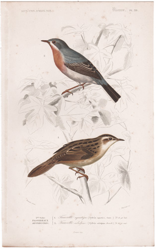 Aquatic Warbler Sub-Alpine Warbler